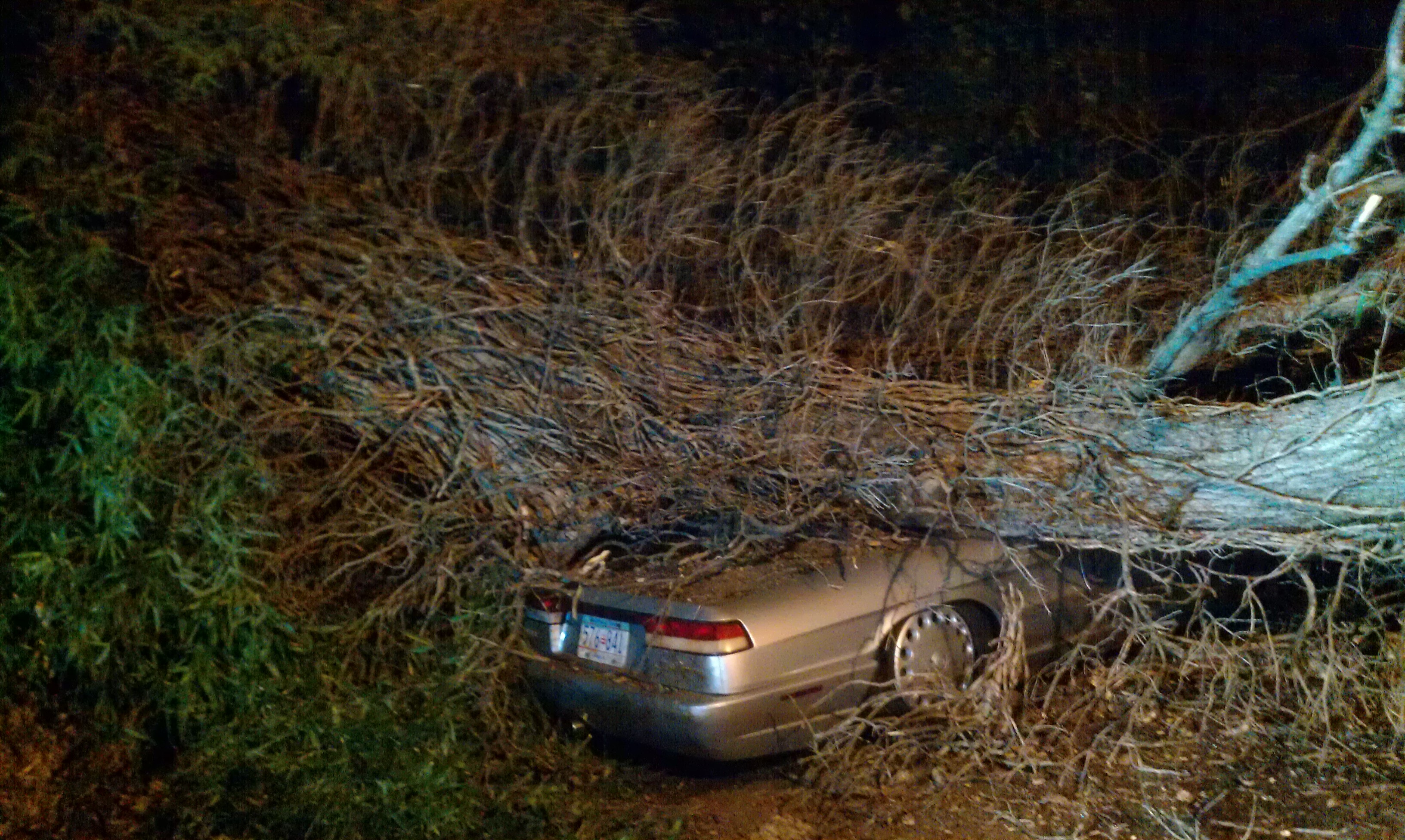 Какой машины падают. Машина на дереве. Машина под деревом. Дерево в авто. Машина между деревьями.