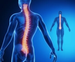 illustration highlighting your spine