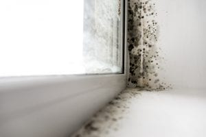 toxic mold by window